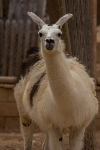 Animali dello zoo nel parco zoo di Cipro — Foto Stock