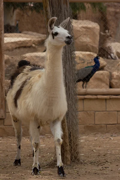 Animais zoológicos em Chipre parque zoológico Imagens Royalty-Free