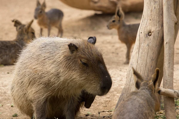 Animali dello zoo nel parco zoo di Cipro — Foto Stock