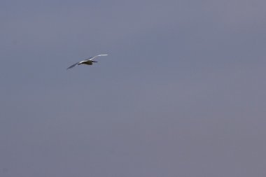 Bataklık, Kıbrıs üzerinde beyaz balıkçıl