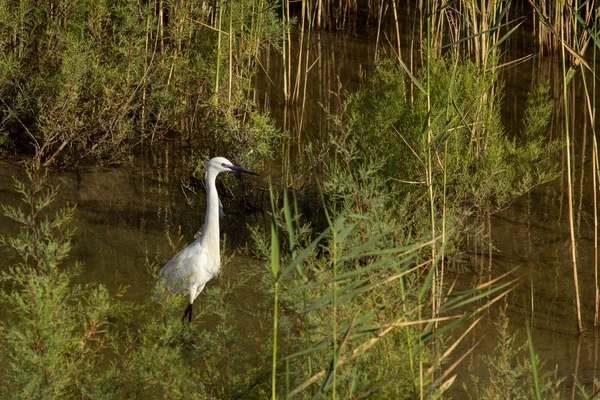 birds on the swamp, Cyprus