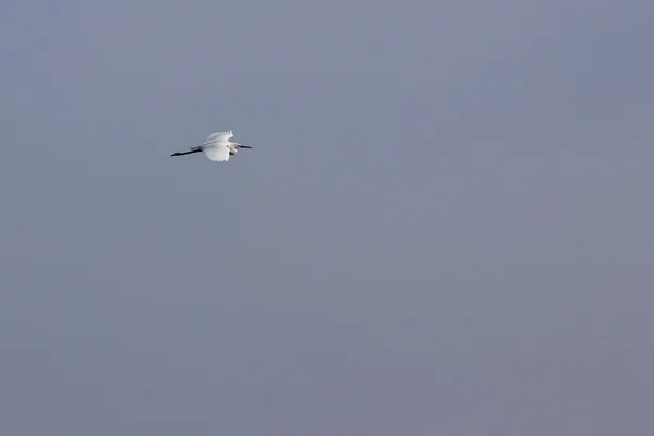 Oiseaux sur le marais, Chypre — Photo
