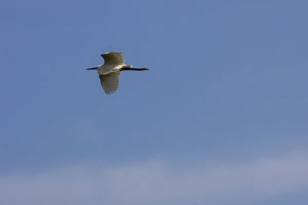 Птицы на болоте, Кипр — стоковое фото