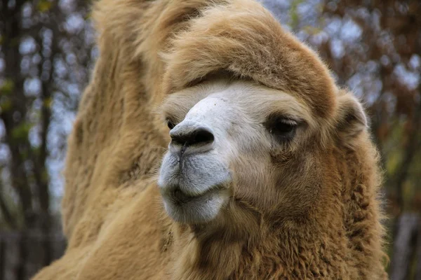 Comer camello en el parque de otoño — Foto de Stock