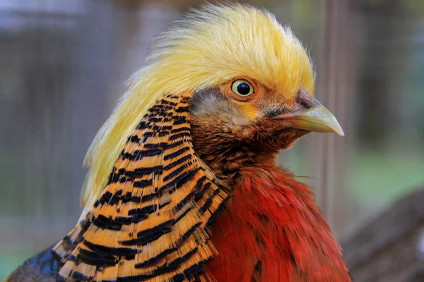 Cabeza de faisán plumaje brillante — Foto de Stock