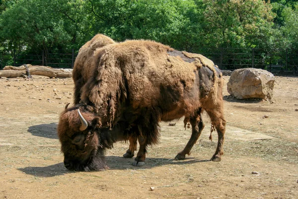 Bisonte nel parco — Foto Stock