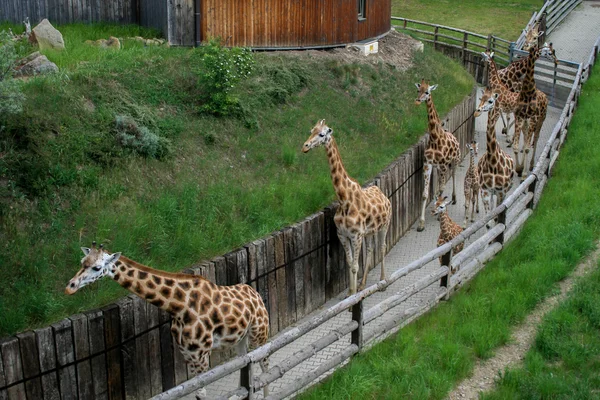 Walking besättning med giraffer — Stockfoto