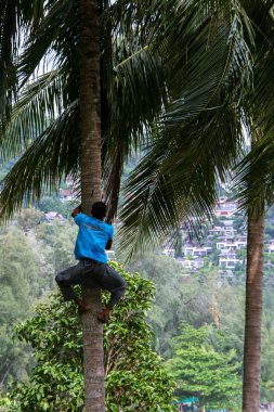 bir adam bir palmiye ağacı