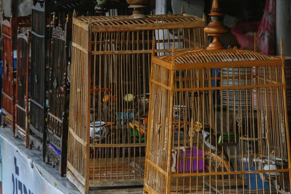 Pájaros Cantores Salvajes Jaulas Tailandia — Foto de Stock