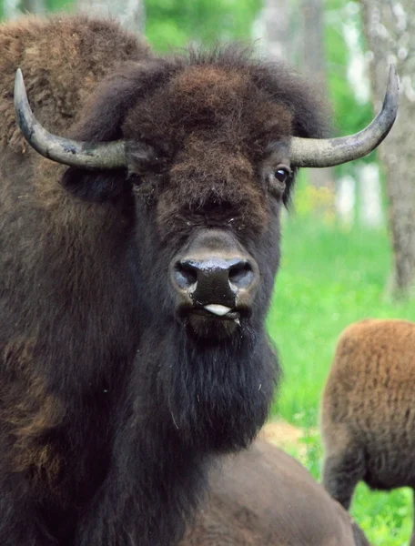 Gros plan du bison dans la pépinière — Photo