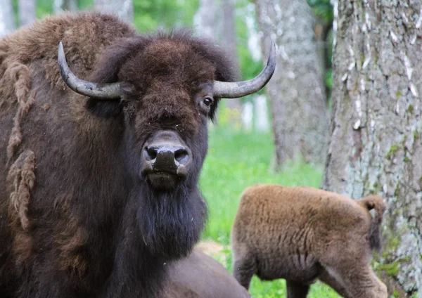 Bison close-up no berçário — Fotografia de Stock