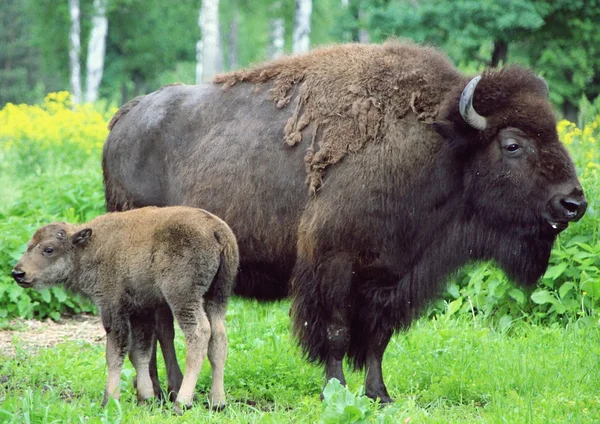 Bison close-up no berçário — Fotografia de Stock