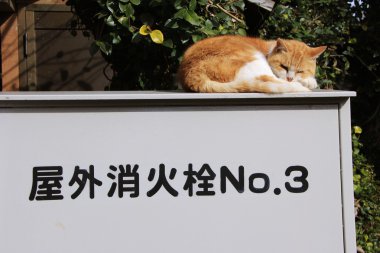 ağacın altında çatıda uyuyan kedi