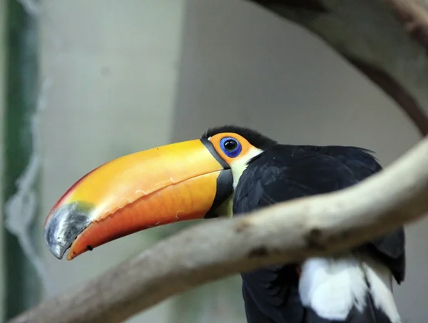 Περίεργος toucan σε ένα κλαδί δέντρου — Φωτογραφία Αρχείου