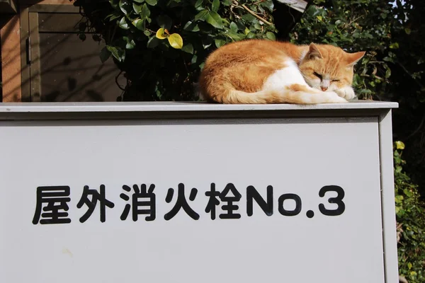 Cat sleeping on the roof under the tree — Stock Photo, Image