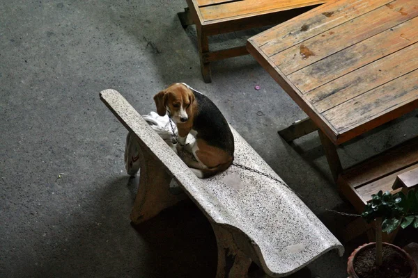 Słodkie szczeniak na ławce — Zdjęcie stockowe