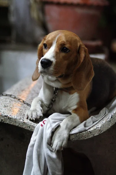 Lindo cachorro en el banco —  Fotos de Stock