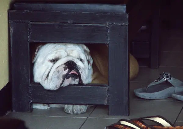 Bulldog sleeping under a bench — Stock Photo, Image