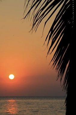 Günbatımında ağacında ile deniz manzarası