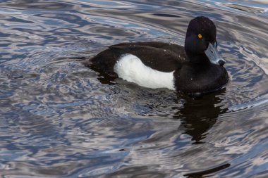 Ördek gölette yüzüyor.