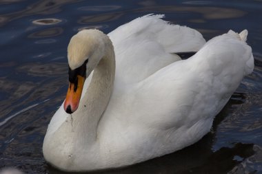 Beyaz Kuğu gölet üzerinde yüzen