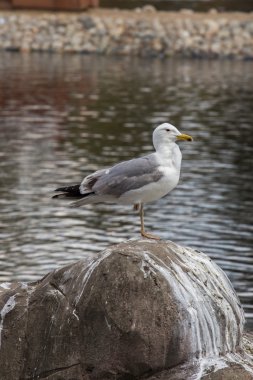 Kayanın üzerinde bir su birikintisi üzerinde oturan martı