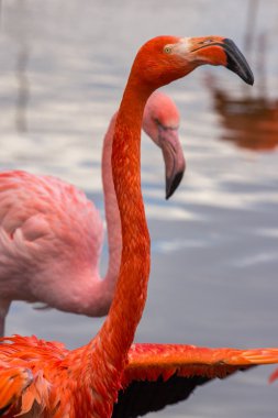 pembe flamingo gölet üzerinde birkaç