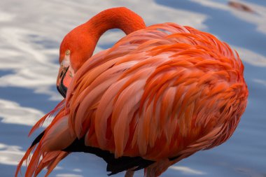 pembe flamingo tüyleri gölet üzerinde israf