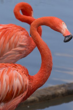 pembe flamingo gölet üzerinde birkaç