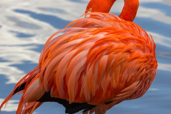 Pembe flamingo tüyleri gölet üzerinde israf — Stok fotoğraf