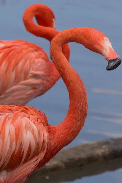 Két rózsaszín flamingó a tó — Stock Fotó