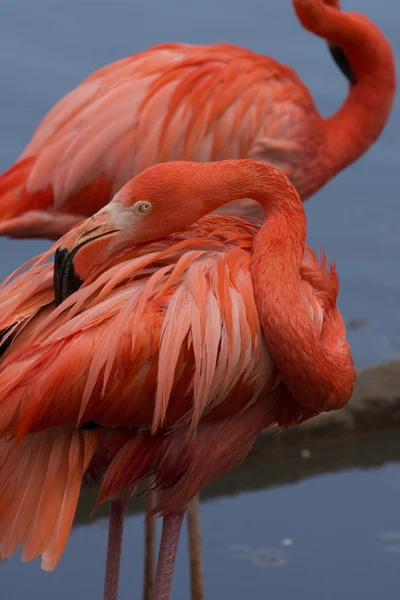 Flamenco rosado preparando sus plumas en el estanque — Foto de Stock