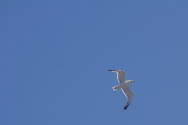 Plaj üzerinde uçan martılar