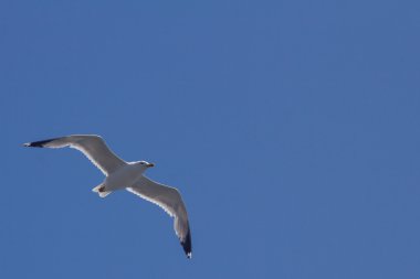 Plaj üzerinde uçan martılar