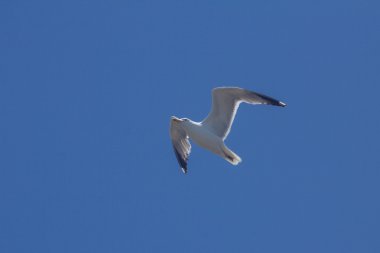 Plaj üzerinde uçan martılar