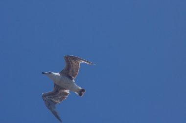 Plaj üzerinde uçan martılar