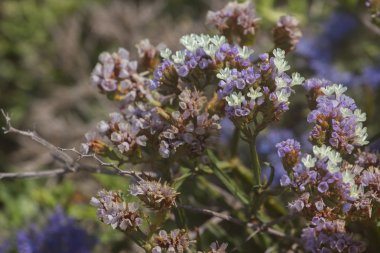 bitkiler ve çiçekler