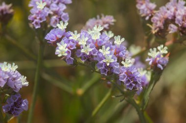 bitkiler ve çiçekler