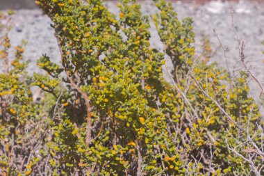 bitkiler ve çiçekler