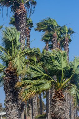 Rüzgarda sallanan palmiye ağaçları