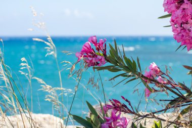 bitkiler ve çiçekler