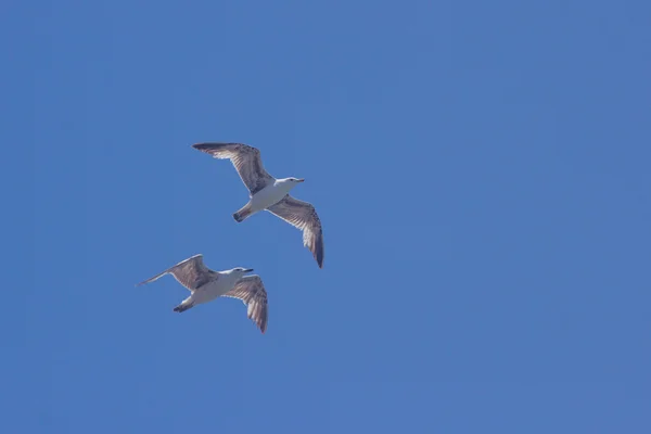 Gaviotas volando sobre la playa — Foto de Stock