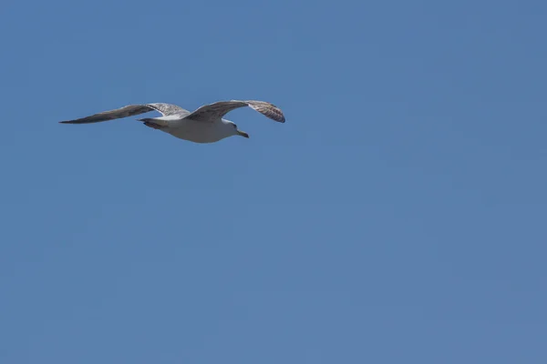 海鸥在海滩上空飞行 — 图库照片