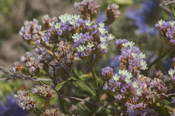 Plantas y flores — Foto de Stock