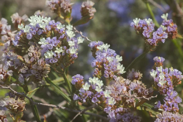 Plantas y flores — Foto de Stock