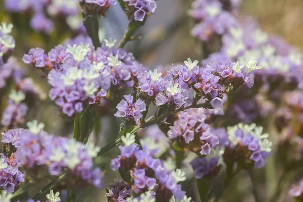 Plantas y flores — Foto de Stock