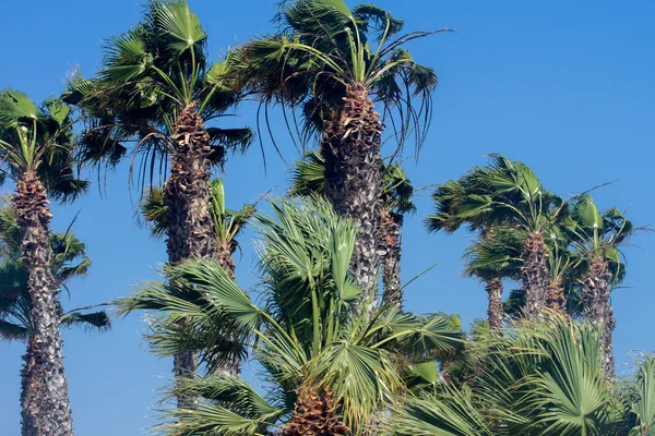 Пальмы, качающиеся на ветру — стоковое фото