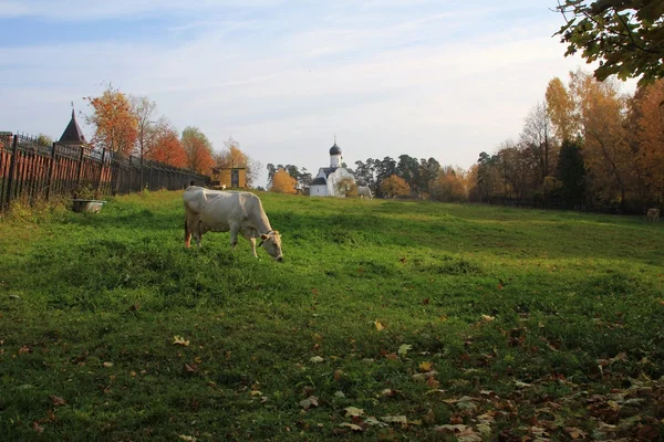 Vacca che pascola in un prato — Foto Stock