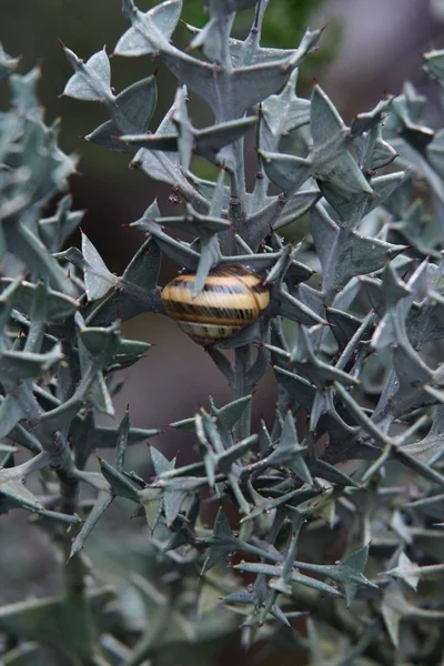 Große Schnecke auf Pflanzen — Stockfoto