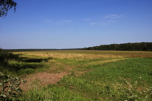 Paysage avec champ et forêt — Photo